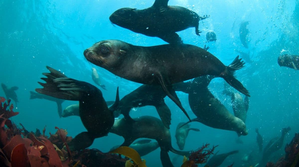 seals : pups diving and hunting