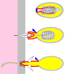 hydras. Schematic drawing of a discharging nematocyst