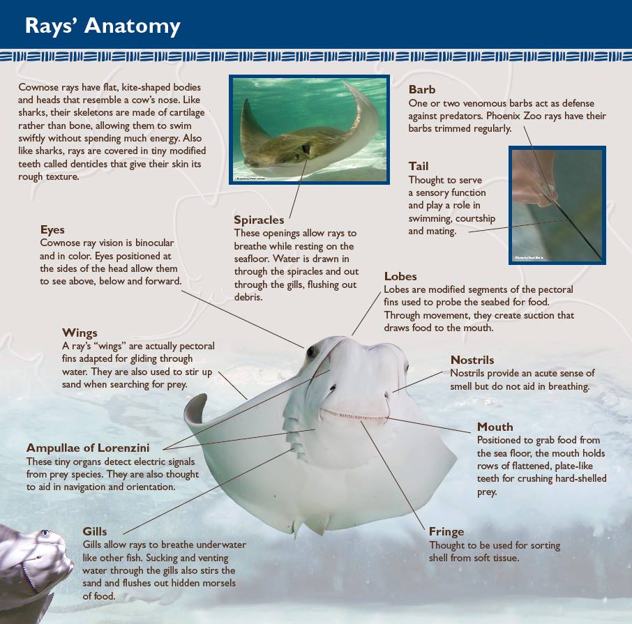 Marine Rays: Characteristics, types, alimentation habits and more