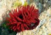 Sea Anemones: Characteristics, reproduction, habits and more.