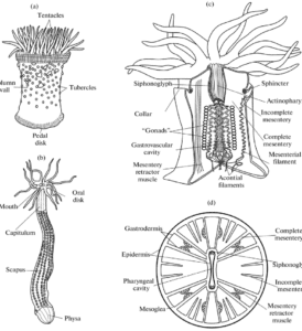 sea anemones : anatomy