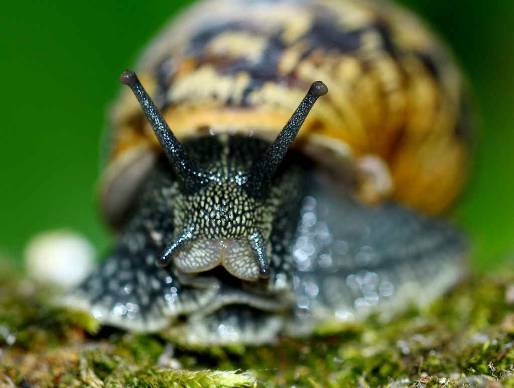 edible snails : Garden Snails (Helix aspersa )