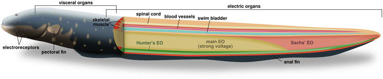 electric eels : characteristic anatomy