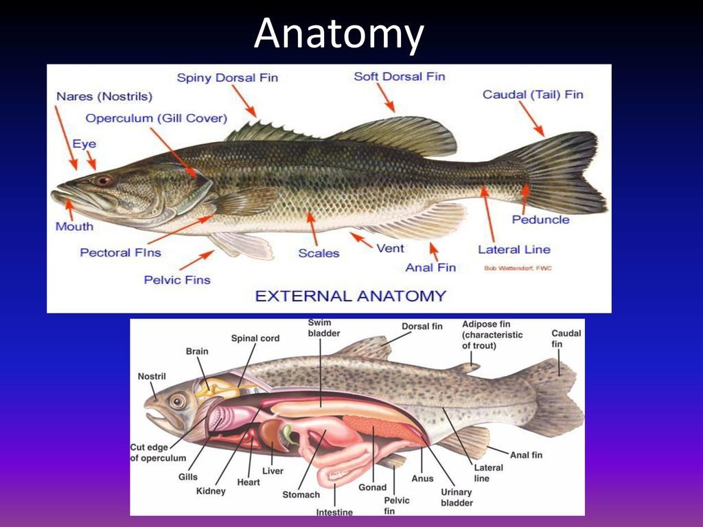 The Anatomy of Fish: Classification, body parts and more