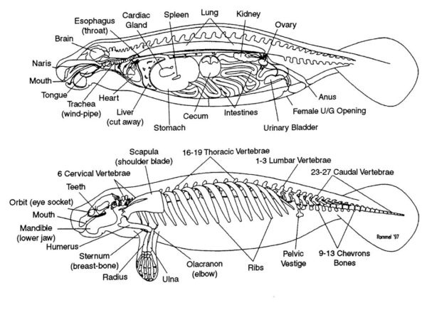 manatees : characteristic anatomy