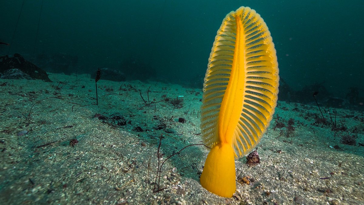 Sea Pens: Learn about these interesting marine species.