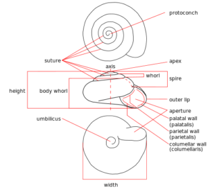 snails : description of a shell