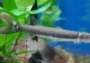 FreshWater Barracudas: Characteristics, types, care and more…