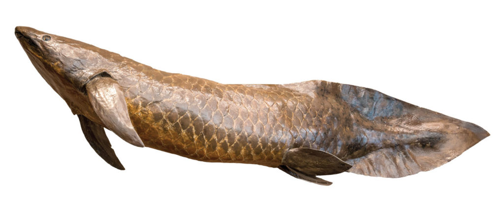 lungfish: australian lungfish