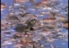 Piranhas: Characteristics, types, habitats and more….
