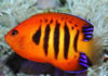 Flame Angelfish: Characteristics, habitats, care and more….