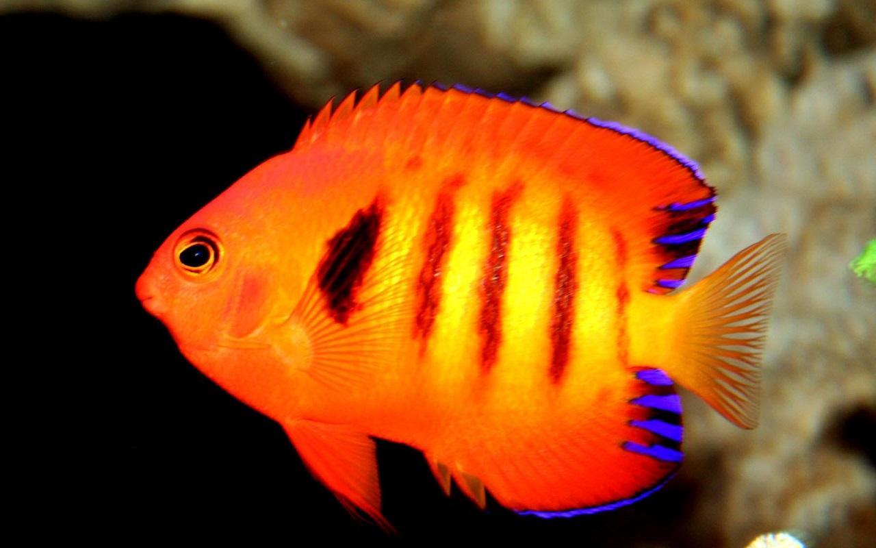 Flame Angelfish: Characteristics, habitats, care and more....