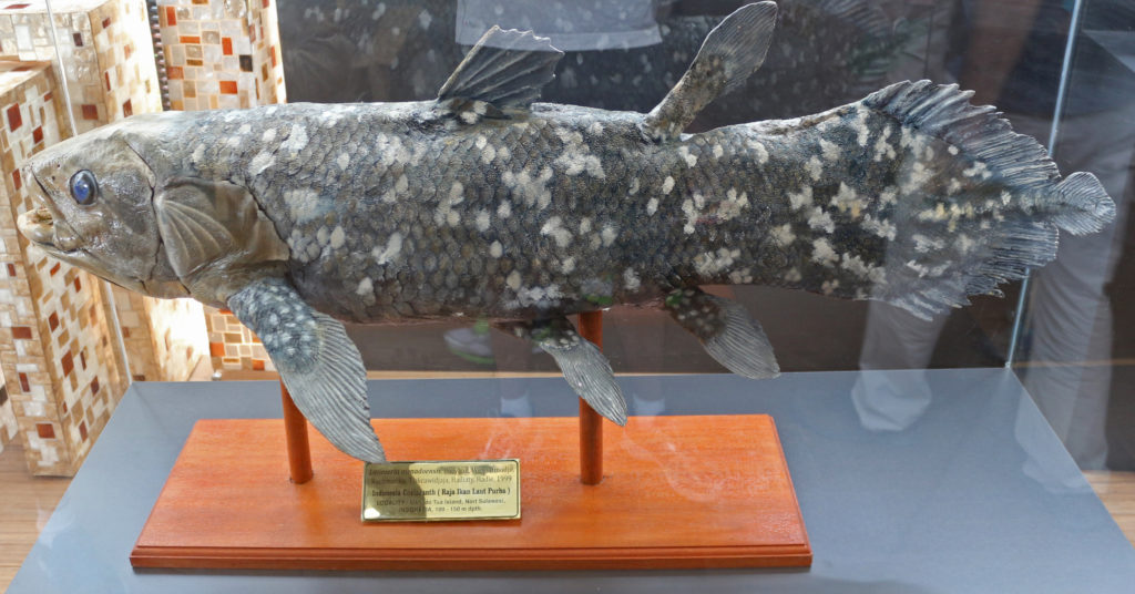  coelacanths: Indonesian coelacanth