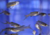 All about Zebra Fish: Characteristics, habitat, employ in labs and more…