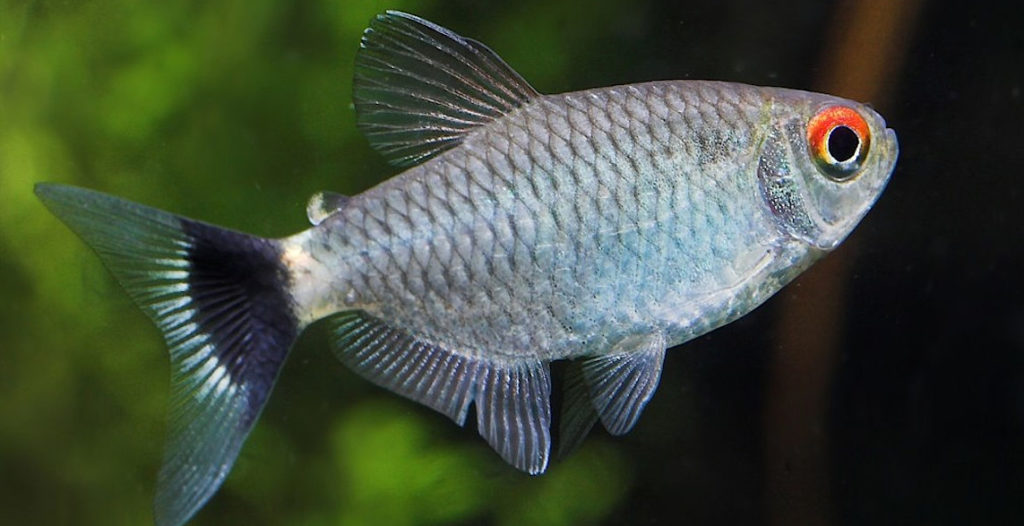 red eyes tetra fish: swimming
