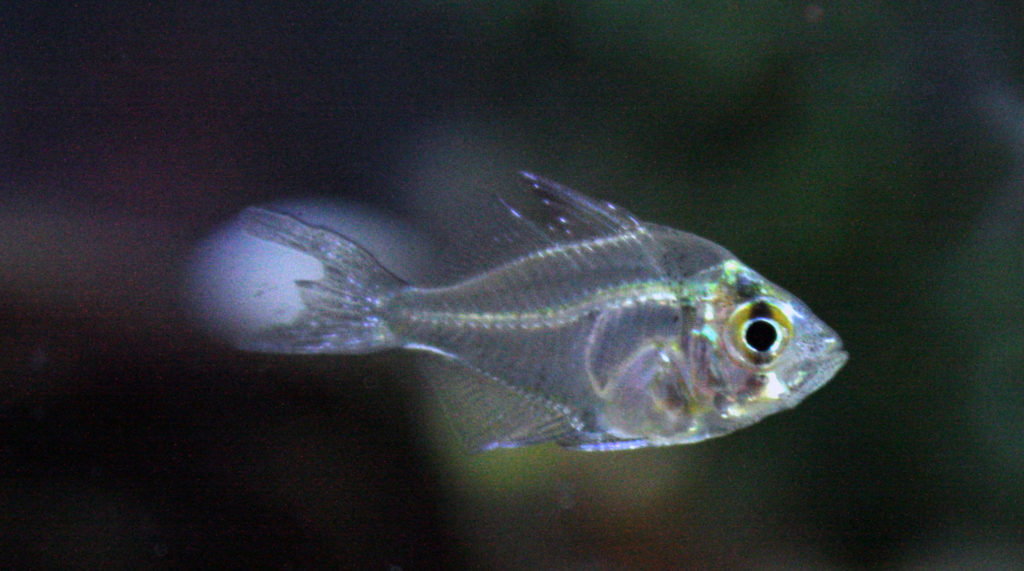 tetra fish. Indian glassy fish