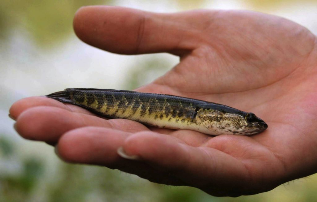 northern snakehead fish: juvenile northern snake head specimen