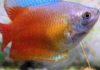 Gourami fish: Characteristics, types, habitat, care and more…