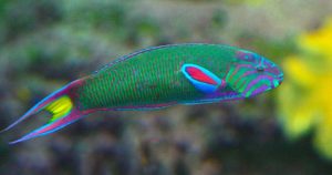 Humphead Wrasse: the stunning Moon Wrasse