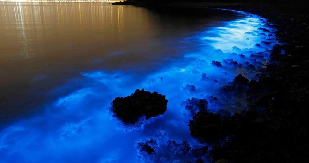 Lighted fish: bioluminiscense