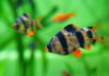 Barb Fish: Characteristics, habitats, types and more…