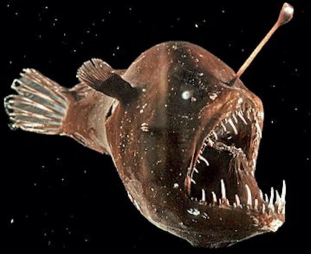 Deep Sea Anglerfish Size Chart