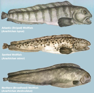 Atlantic Woffish : Different Wolffish Species