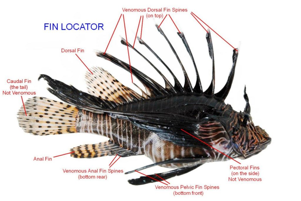 Ragged finned firefish: characteristics anatomy