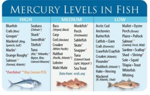 groupers: mercury levels in fish