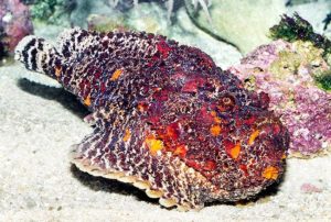 stone fish: rock like look