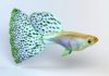 Guppy fish: Characteristics, types, reproduction and more.,..
