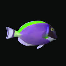 palette surgeonfish : really striking creatures
