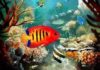 Tropical fish: Types and characteristics