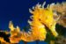 Seahorse: Characteristics, reproduction, habitat and more