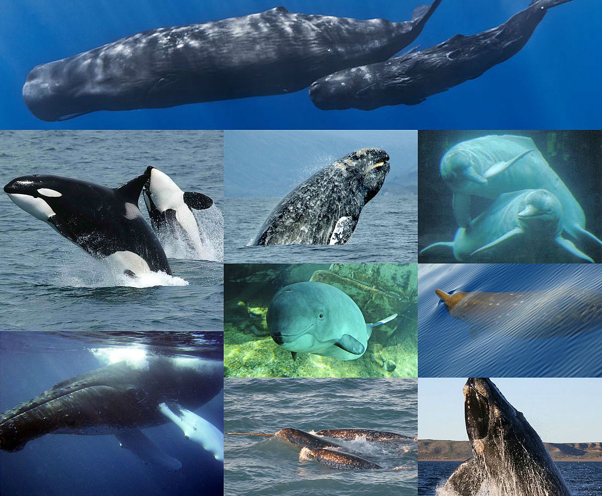 how do whales breathe: cetaceans