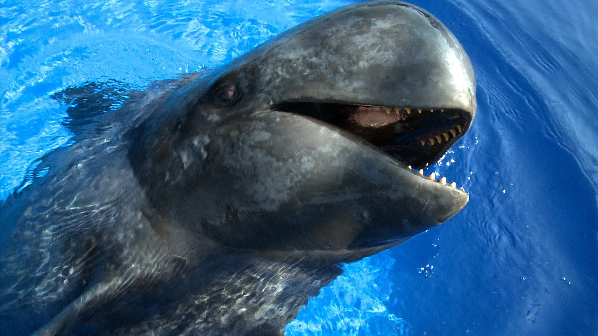 pilot whales: pully