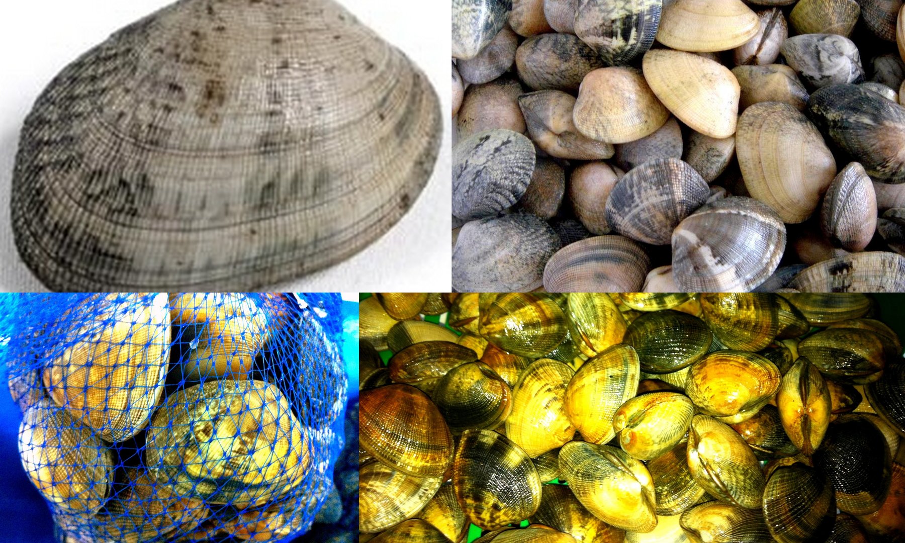 clams: diffferent types of clams