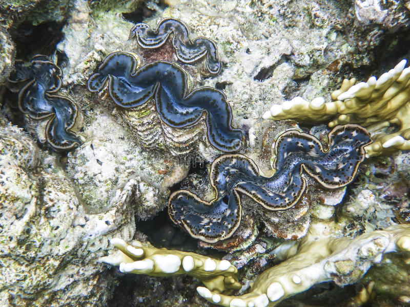 giant clams in the red sea