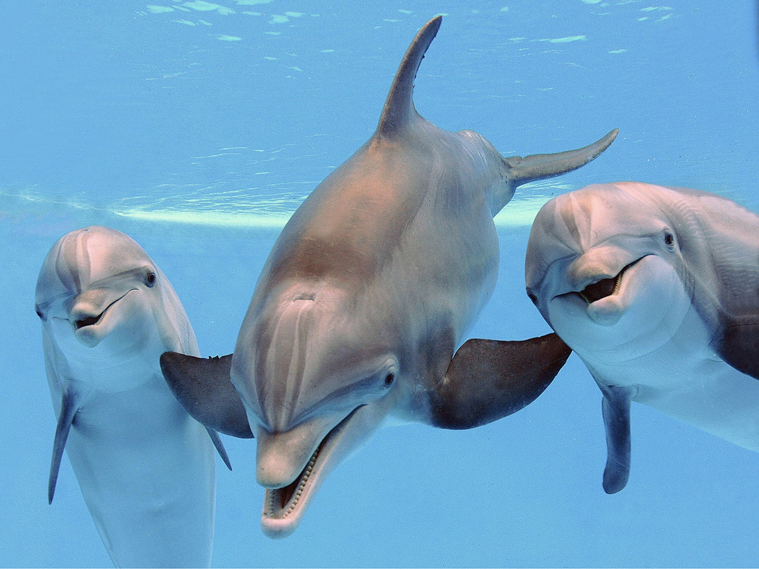 Dolphins