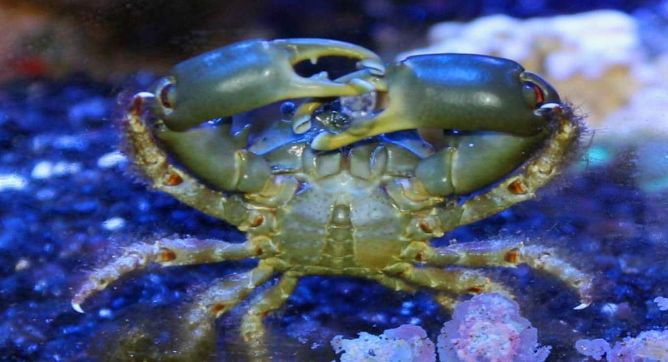 poisonous crabs: emerald crab