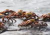 Sea Crabs: Characteristics, reproduction and much more