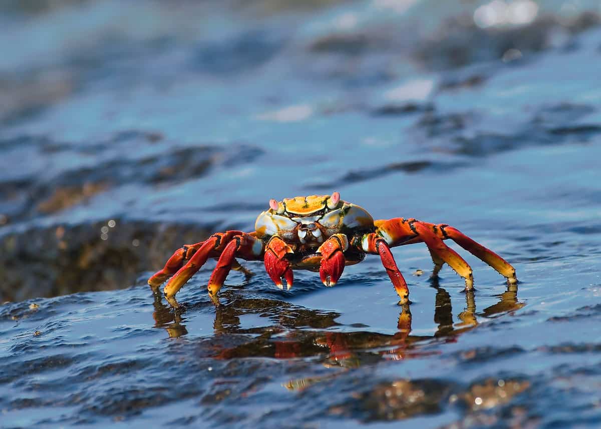 Where do crabs inhabit?: Everything you need to know