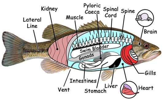 The Anatomy of Fish: Classification, body parts and more tilapia fish label diagram 