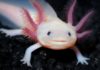 Mexican Axolotls: Characteristics, reproduction, hábitats and more.