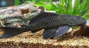 Common Pleco: Characteristics, care, types and more….