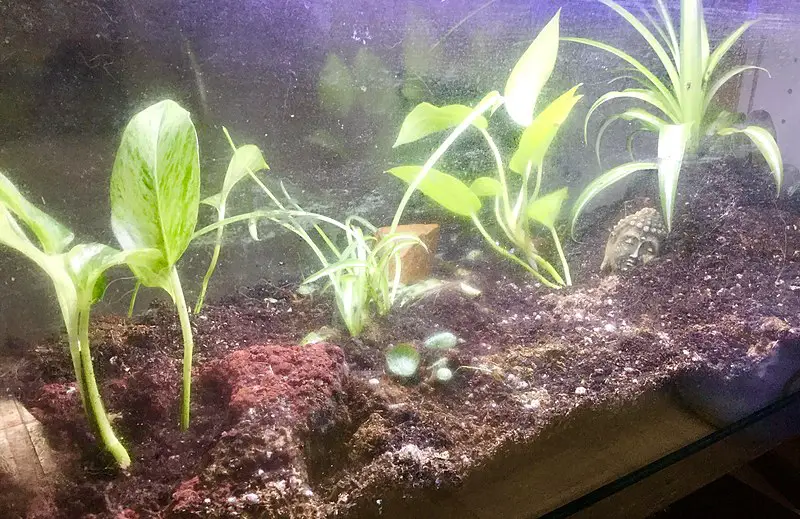 The Use Of Peat Moss In Aquariums: Pros And Cons